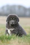 DOGUE DU TIBET 763
